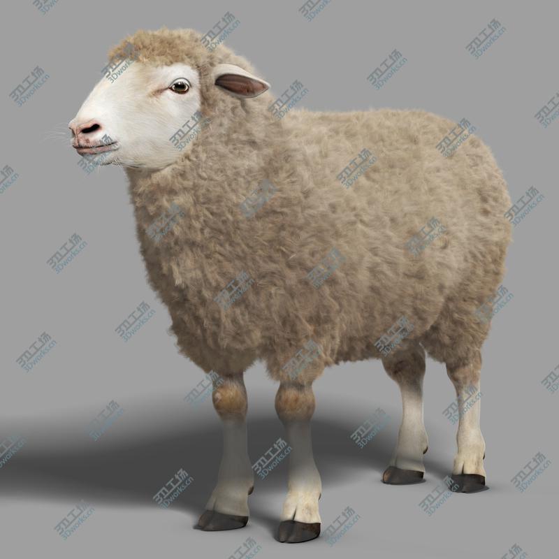 images/goods_img/202105074/Sheep (with Fur)/2.jpg